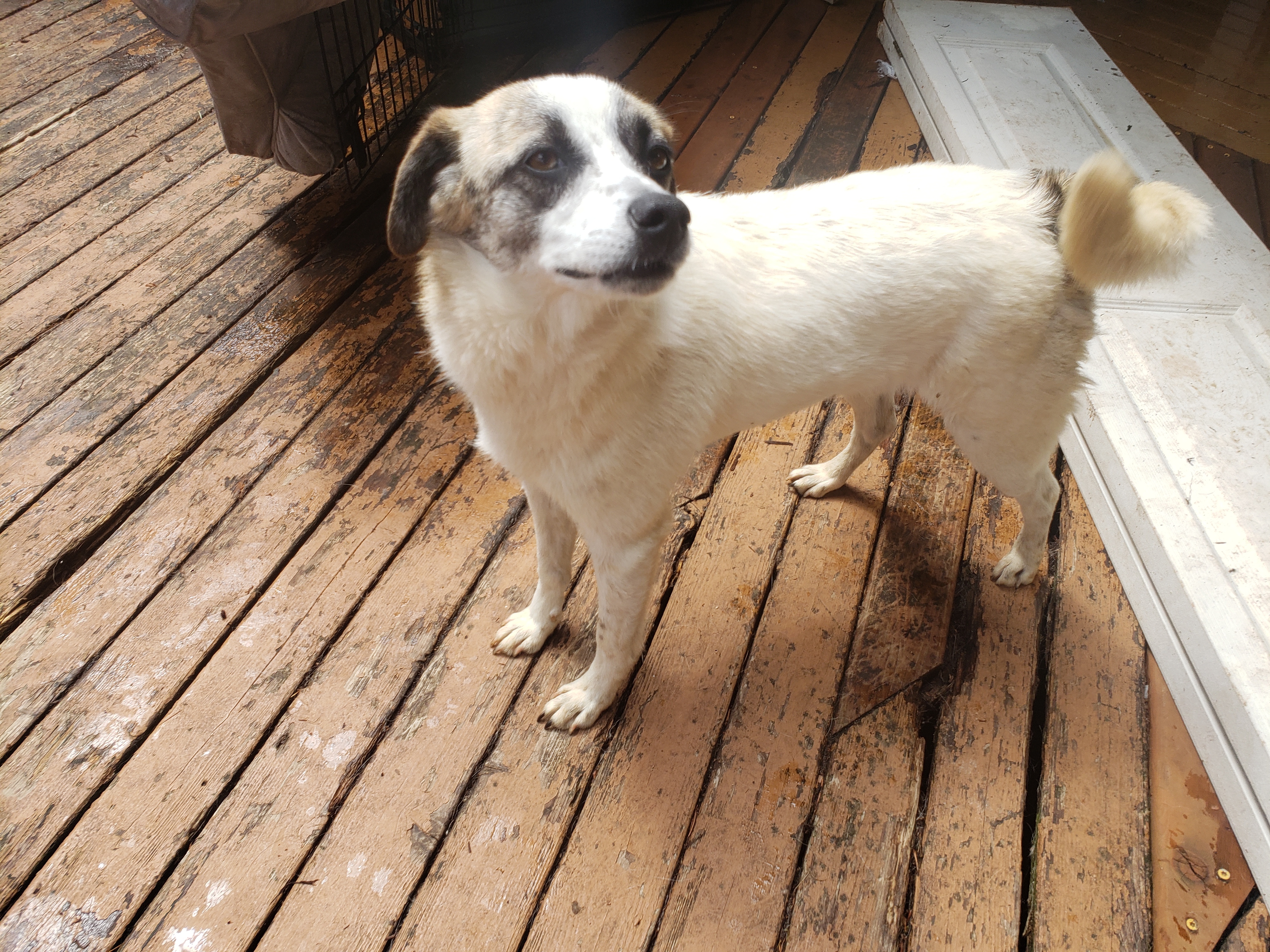 Lulu, an adoptable Australian Shepherd, Carolina Dog in Kirkland, WA, 98034 | Photo Image 1