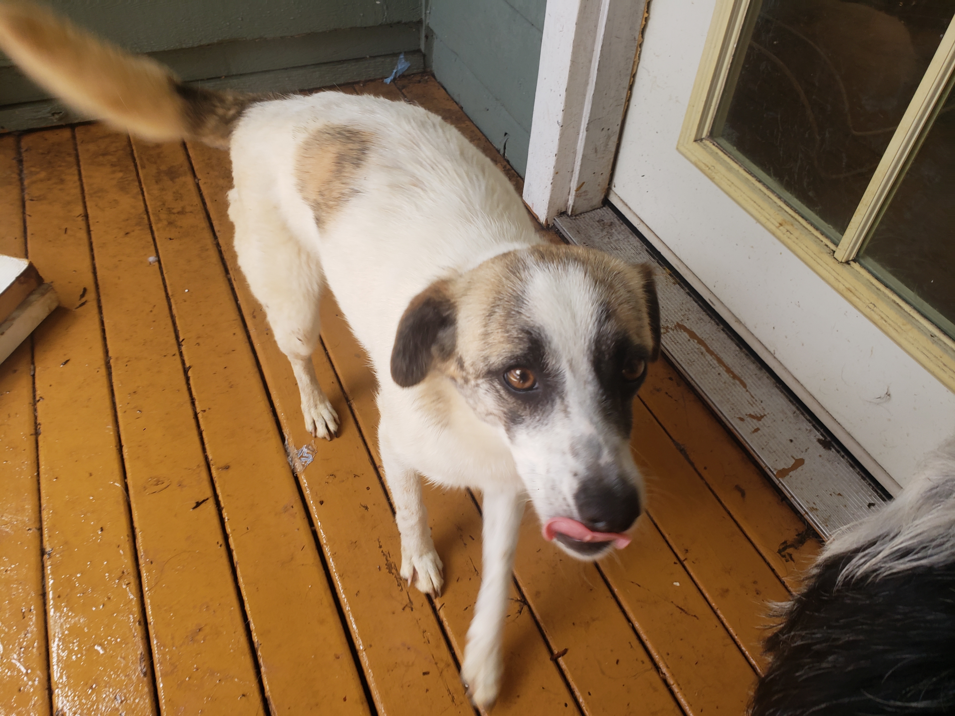 Lulu, an adoptable Australian Shepherd, Carolina Dog in Kirkland, WA, 98034 | Photo Image 2