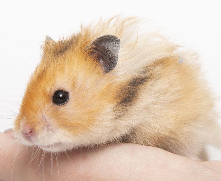 Somonus, an adopted Hamster in Chicago, IL_image-3