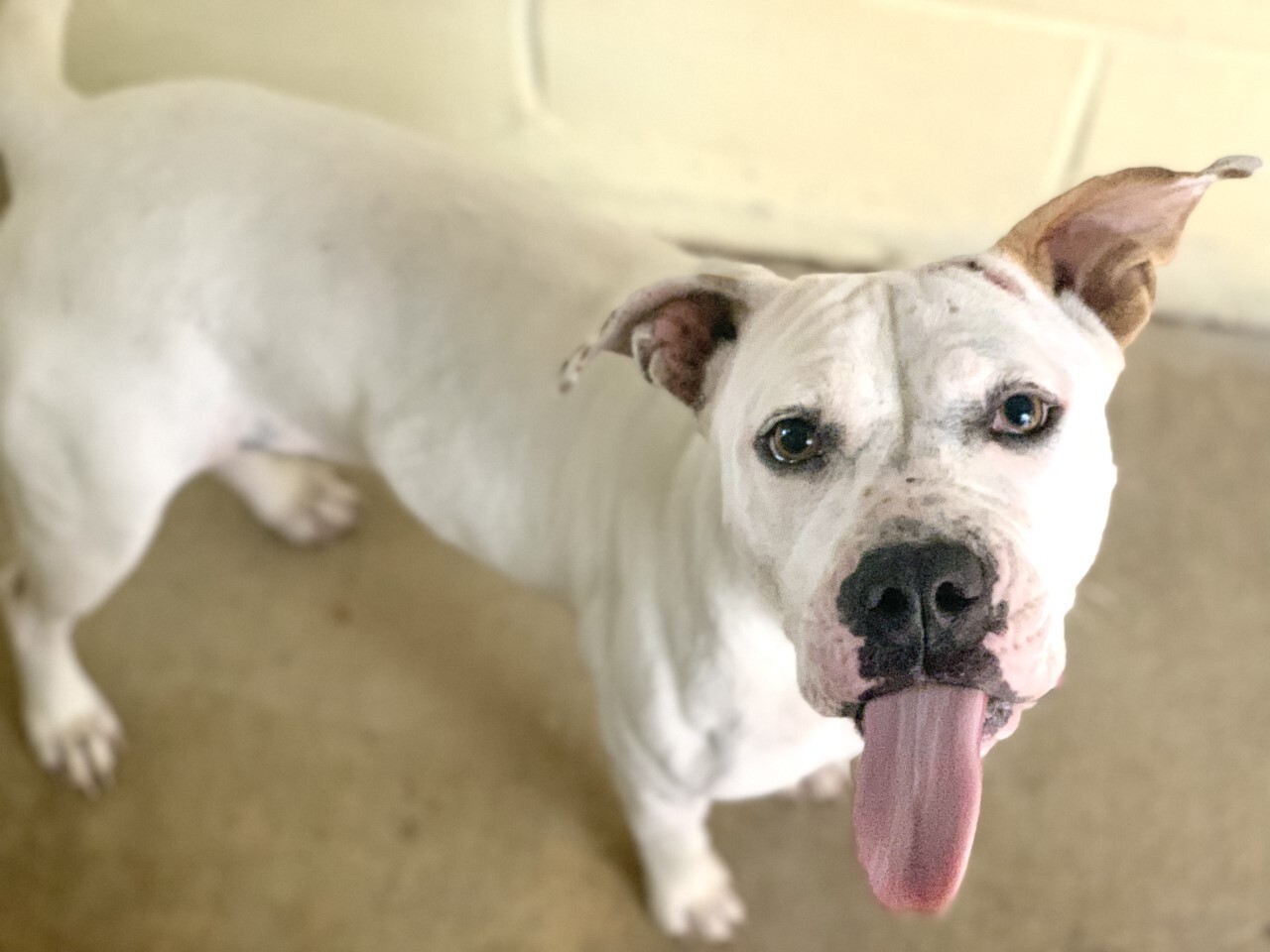 Dog for adoption - DAKOTA, an American Bulldog & Pit Bull Terrier Mix in  Converse, TX | Petfinder