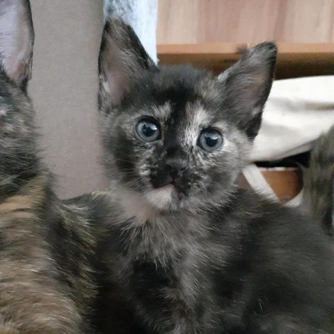 Souchong, an adoptable Domestic Short Hair in Camarillo, CA, 93010 | Photo Image 2