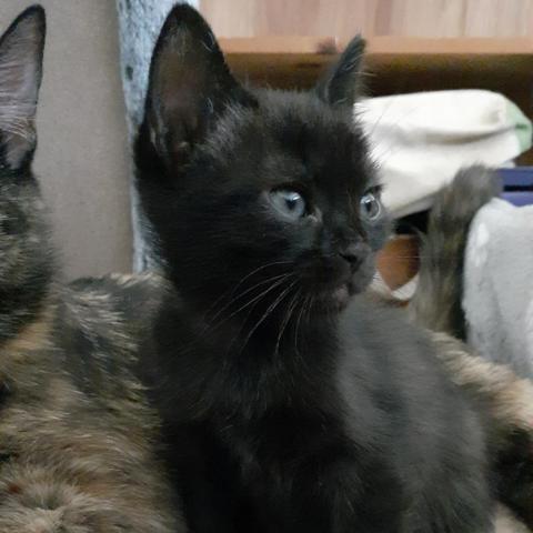 Earl Grey, an adoptable Domestic Short Hair in Camarillo, CA, 93010 | Photo Image 3