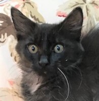 MOONSHADOW - Gorgeous, Sweet, Soft, Fluffy, 12-Week-Old, Maine Coon Boy! 4