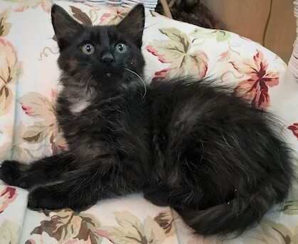 MOONSHADOW - Gorgeous, Sweet, Soft, Fluffy, 12-Week-Old, Maine Coon Boy!