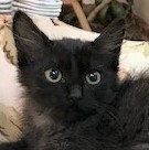 ECLIPSE - Stunning, Loving, Fluffy, Silly, 12-Week-Old, Maine Coon Boy!