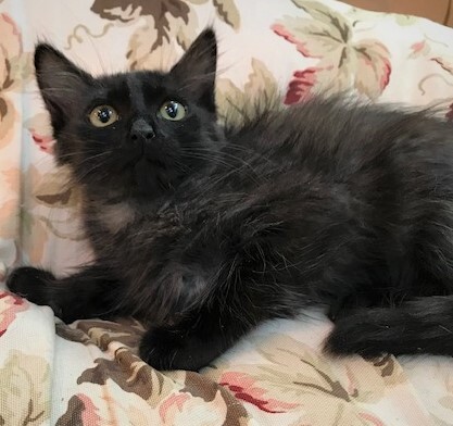 ECLIPSE - Stunning, Loving, Fluffy, Silly, 12-Week-Old, Maine Coon Boy! 3