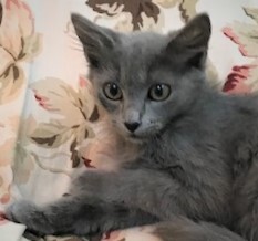 STERLING - Beautiful, Soft, Cuddly, Playful, 12-Week-Old, Russian Blue Boy! 2