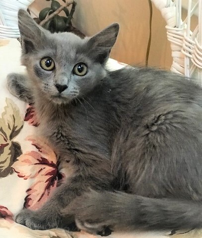 Sterling Beautiful Soft Cuddly Playful 12 Week Old Russian Blue Boy detail page