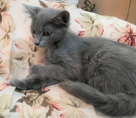 STERLING - Beautiful, Soft, Cuddly, Playful, 12-Week-Old, Russian Blue Boy! 4