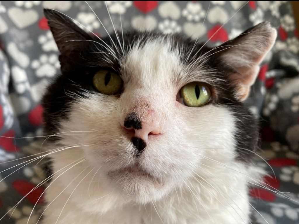 Woody, an adoptable Domestic Short Hair in Ballwin, MO, 63011 | Photo Image 1