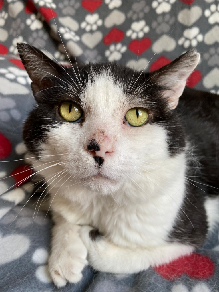 Woody, an adoptable Domestic Short Hair in Ballwin, MO, 63011 | Photo Image 2