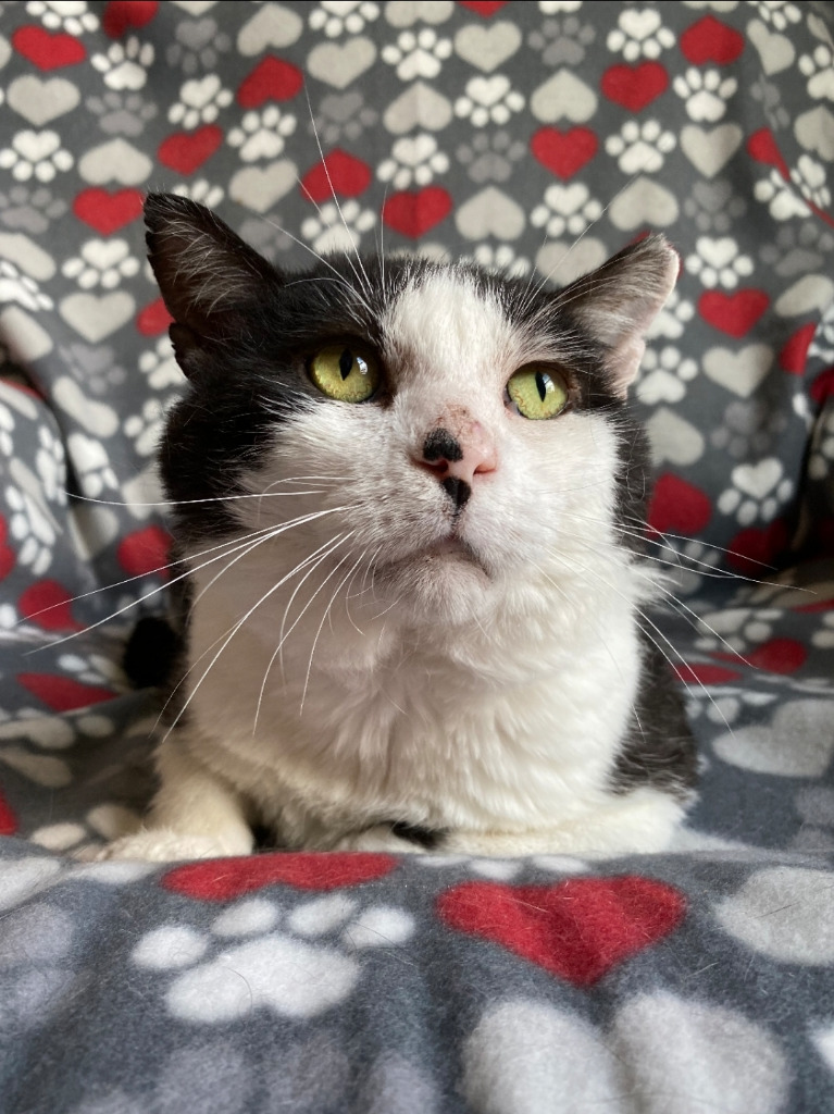 Woody, an adoptable Domestic Short Hair in Ballwin, MO, 63011 | Photo Image 3