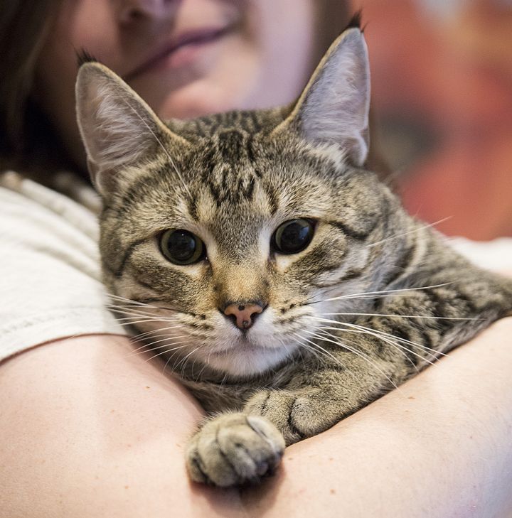 Linus (and Blossom), an adopted Domestic Short Hair in Chicago, IL_image-5