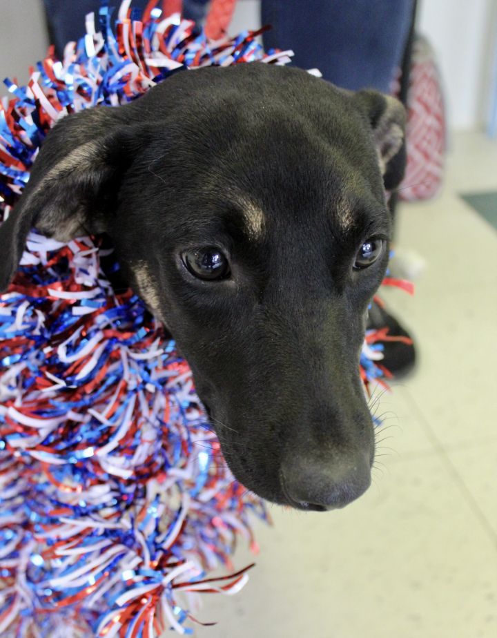 Clara, an adopted Shepherd Mix in Pell City, AL_image-4