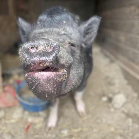 Brewster, an adoptable Pig in Middletown, NY_image-5