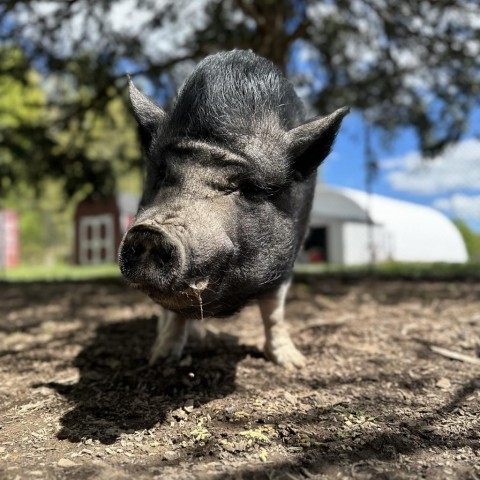 Brewster, an adoptable Pig in Middletown, NY_image-6