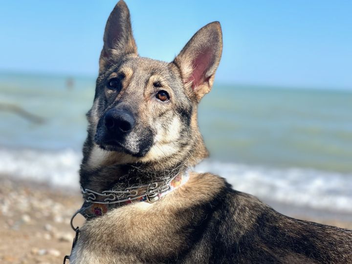 Creed, an adopted German Shepherd Dog in Chicago, IL_image-1