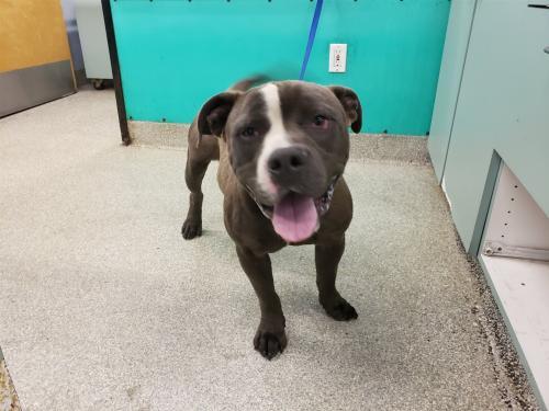 I1352490, an adoptable Pit Bull Terrier in Pomona, CA, 91766 | Photo Image 1