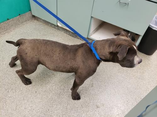 I1352490, an adoptable Pit Bull Terrier in Pomona, CA, 91766 | Photo Image 2