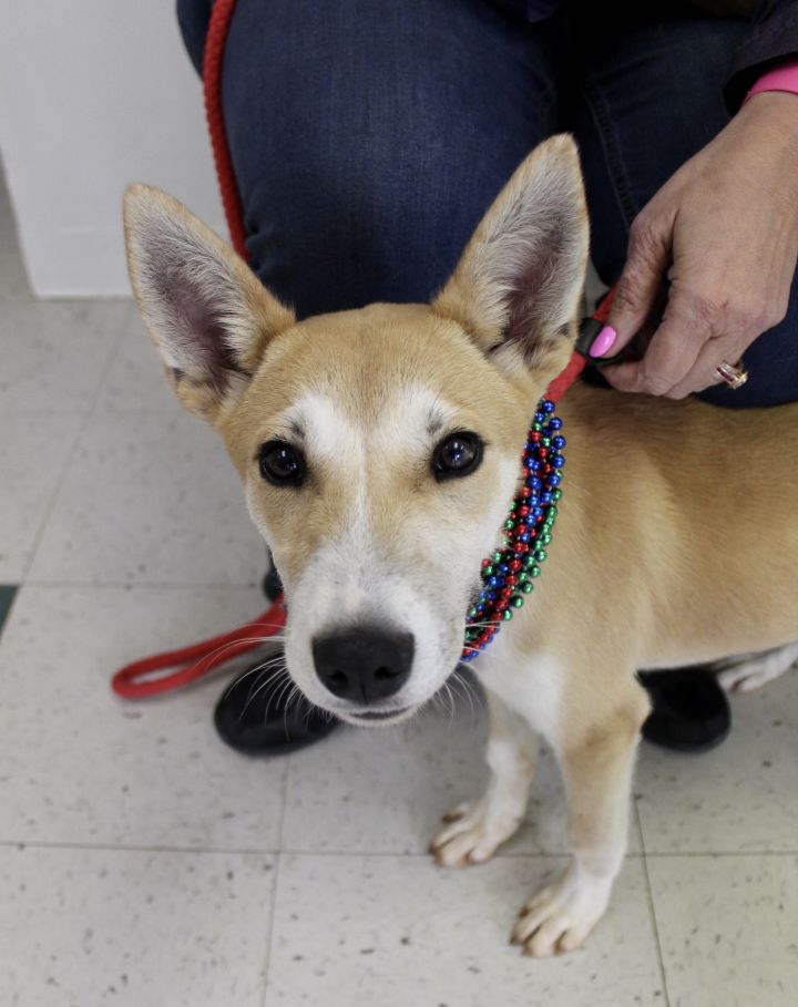 Praline, an adopted Terrier Mix in Pell City, AL_image-6