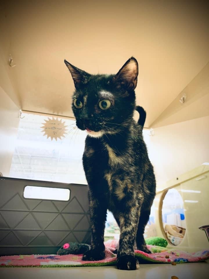 Blossom A-3645, an adopted Tortoiseshell in East Lansing, MI_image-2