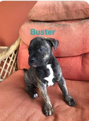 Buster