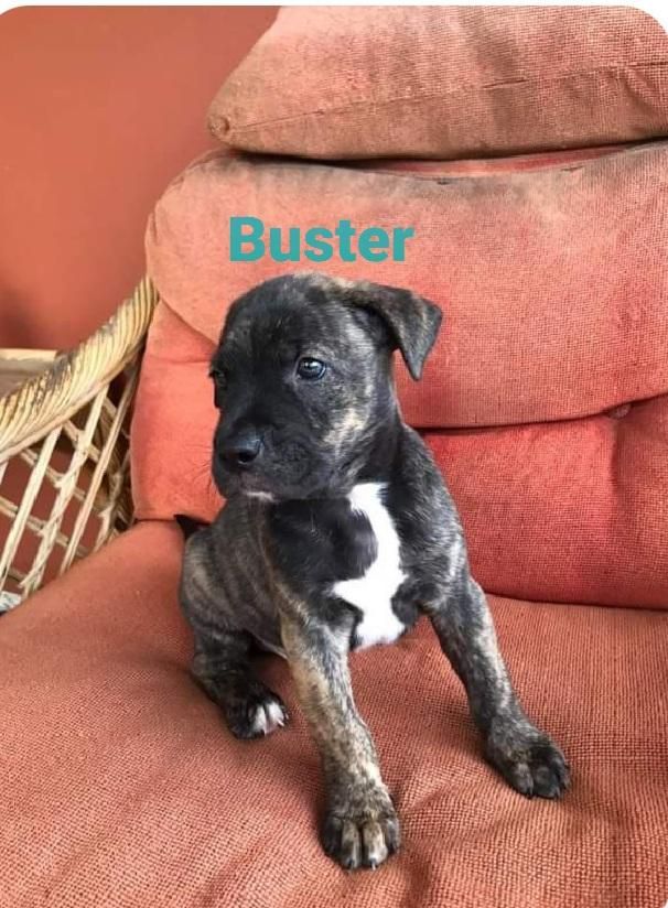 Buster 1