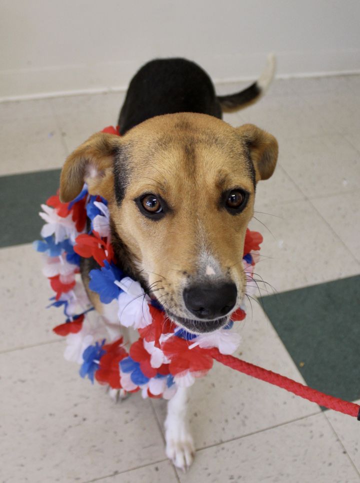 Spencer, an adopted Hound Mix in Pell City, AL_image-6