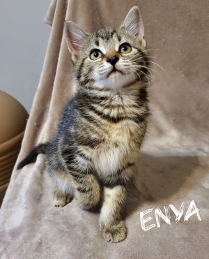 Enya