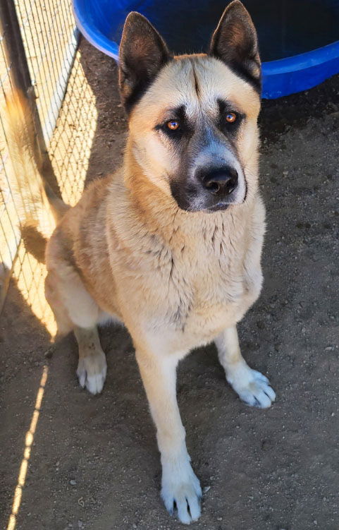 Dax, an adoptable Akita, German Shepherd Dog in Romoland, CA, 92585 | Photo Image 1