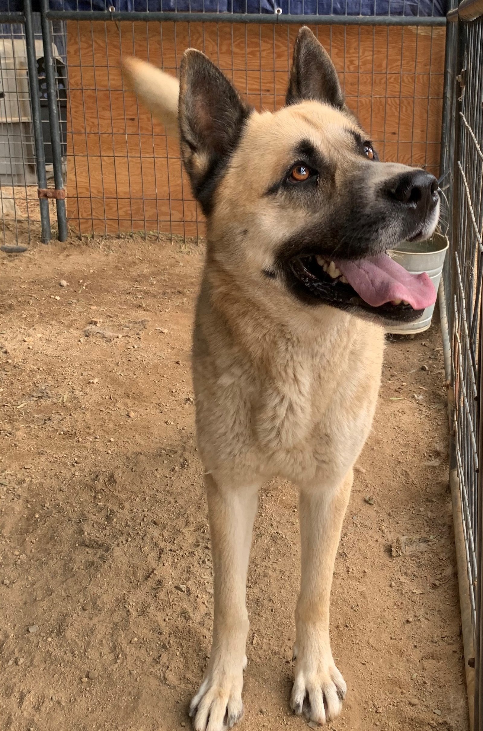 Dax, an adoptable Akita, German Shepherd Dog in Romoland, CA, 92585 | Photo Image 2