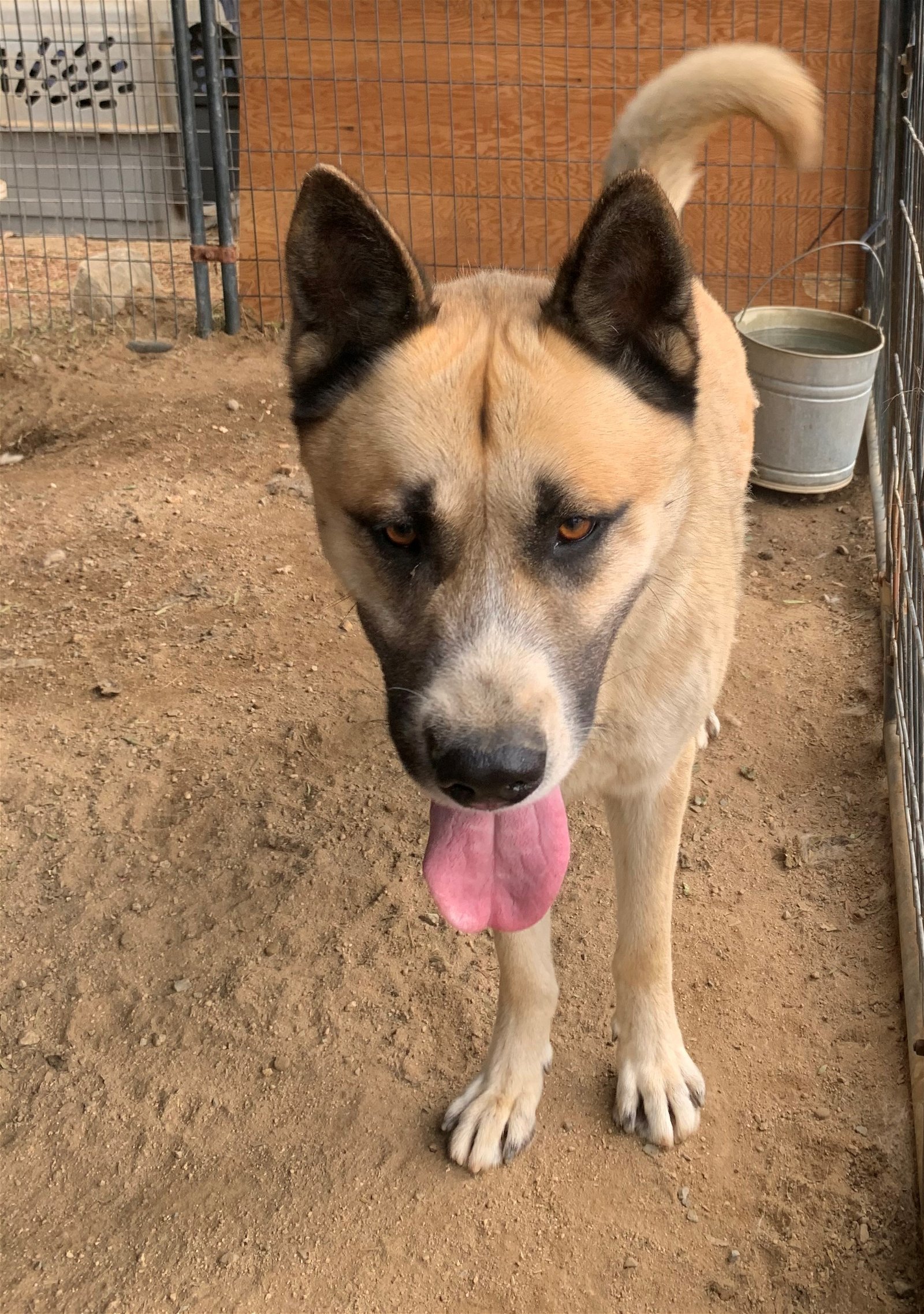 Dax, an adoptable Akita, German Shepherd Dog in Romoland, CA, 92585 | Photo Image 3