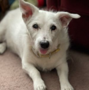 Dog For Adoption Sadie A Jack Russell Terrier Mix In Covina Ca Petfinder