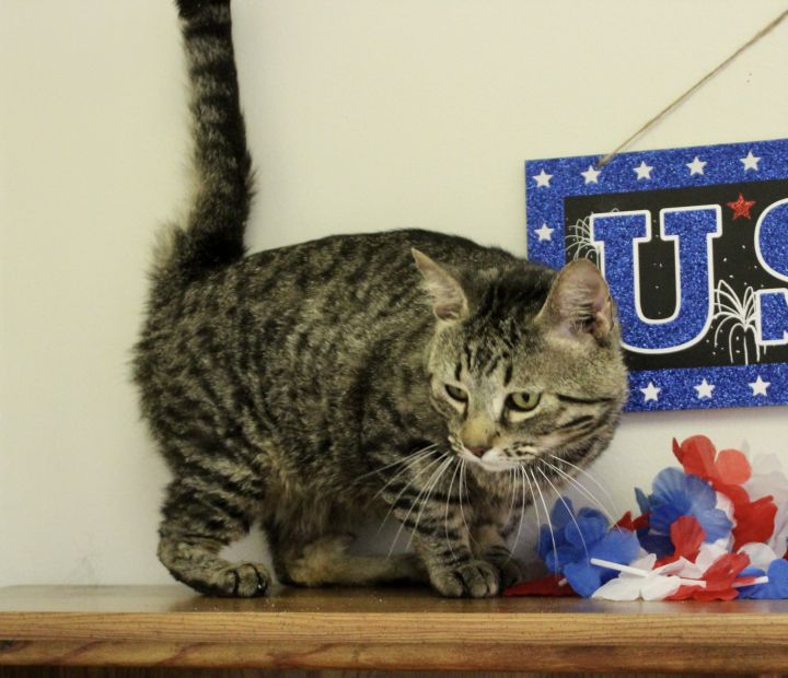 Wilson, an adopted Domestic Short Hair in Pell City, AL_image-2