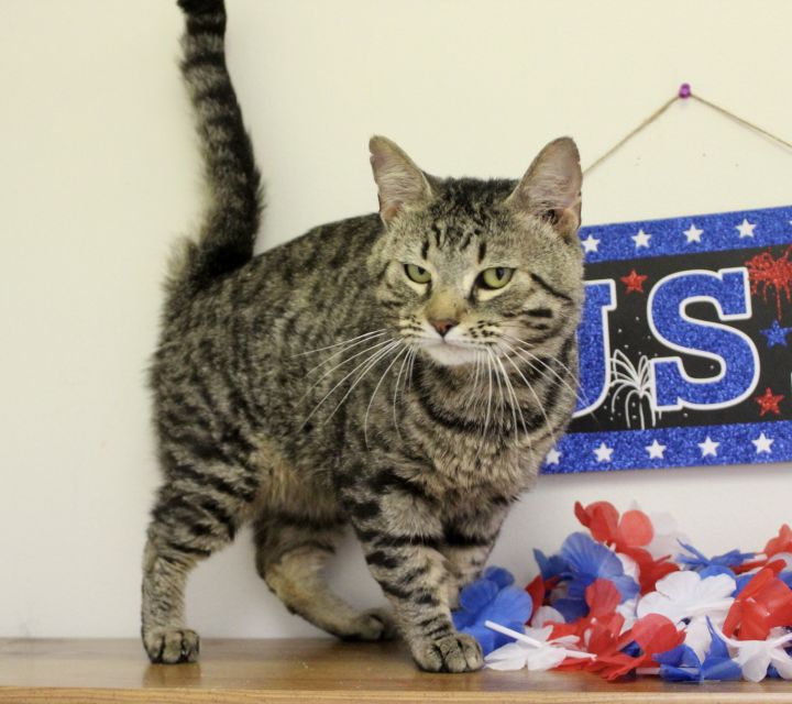 Wilson, an adopted Domestic Short Hair in Pell City, AL_image-5