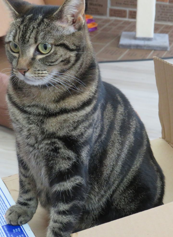 Avery, an adoptable Tabby Mix in Jamestown, CA_image-4