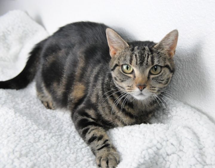 Avery, an adoptable Tabby Mix in Jamestown, CA_image-6