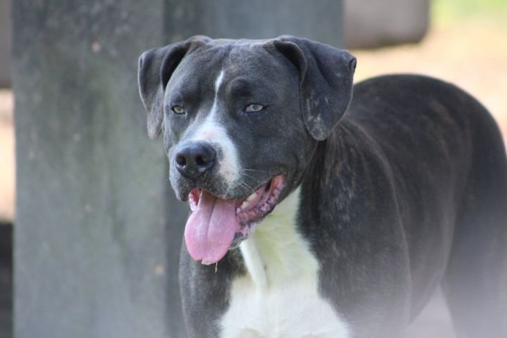 Dallas, an adoptable Labrador Retriever Mix in Willington, CT_image-1