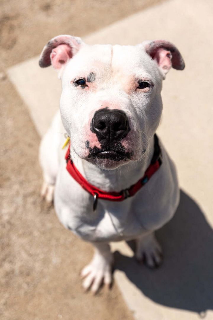 Lenny, an adopted Terrier & Pit Bull Terrier Mix in Cleveland, OH_image-4