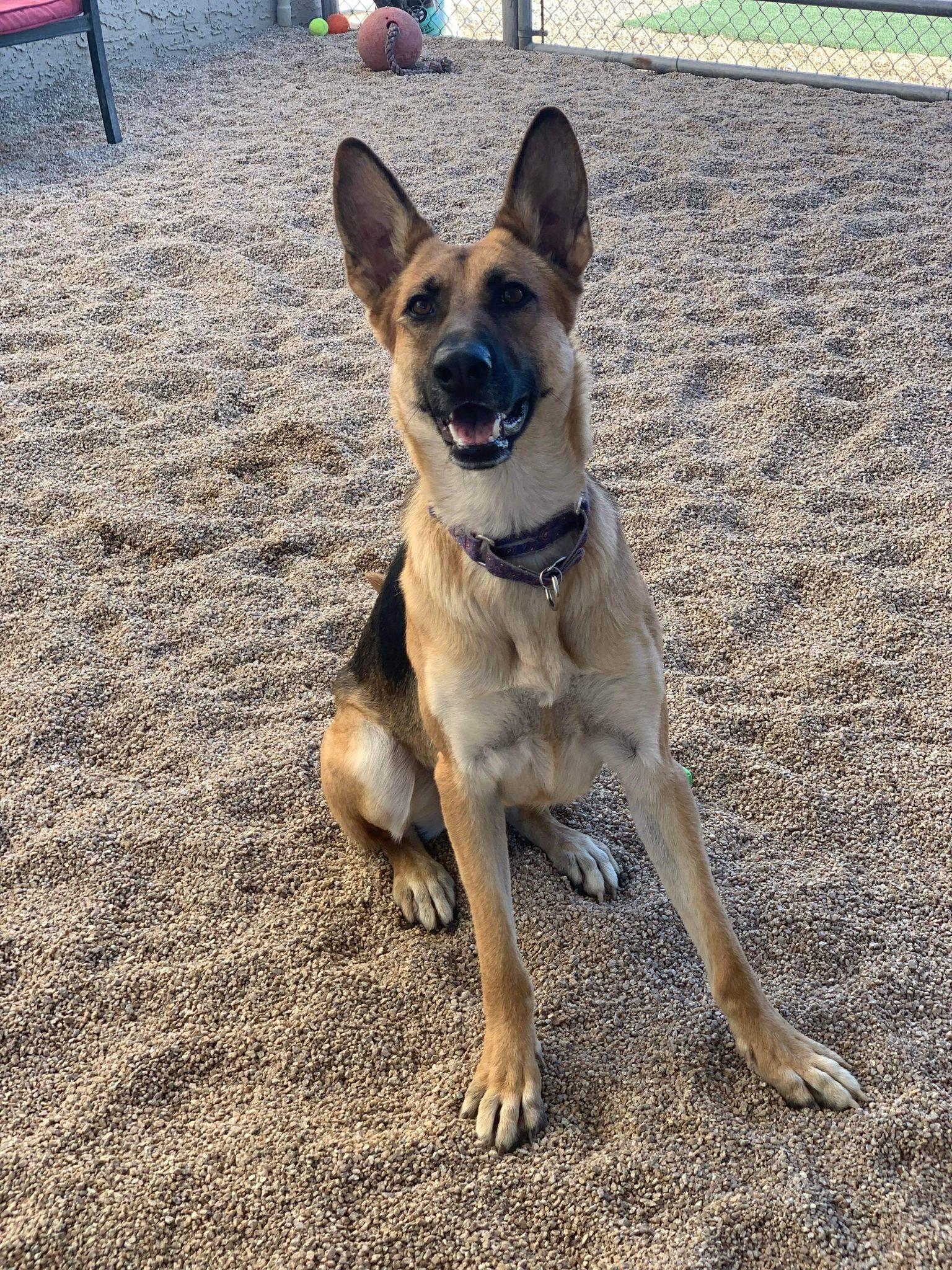 Lexi, an adoptable German Shepherd Dog in Glendale, AZ, 85308 | Photo Image 3