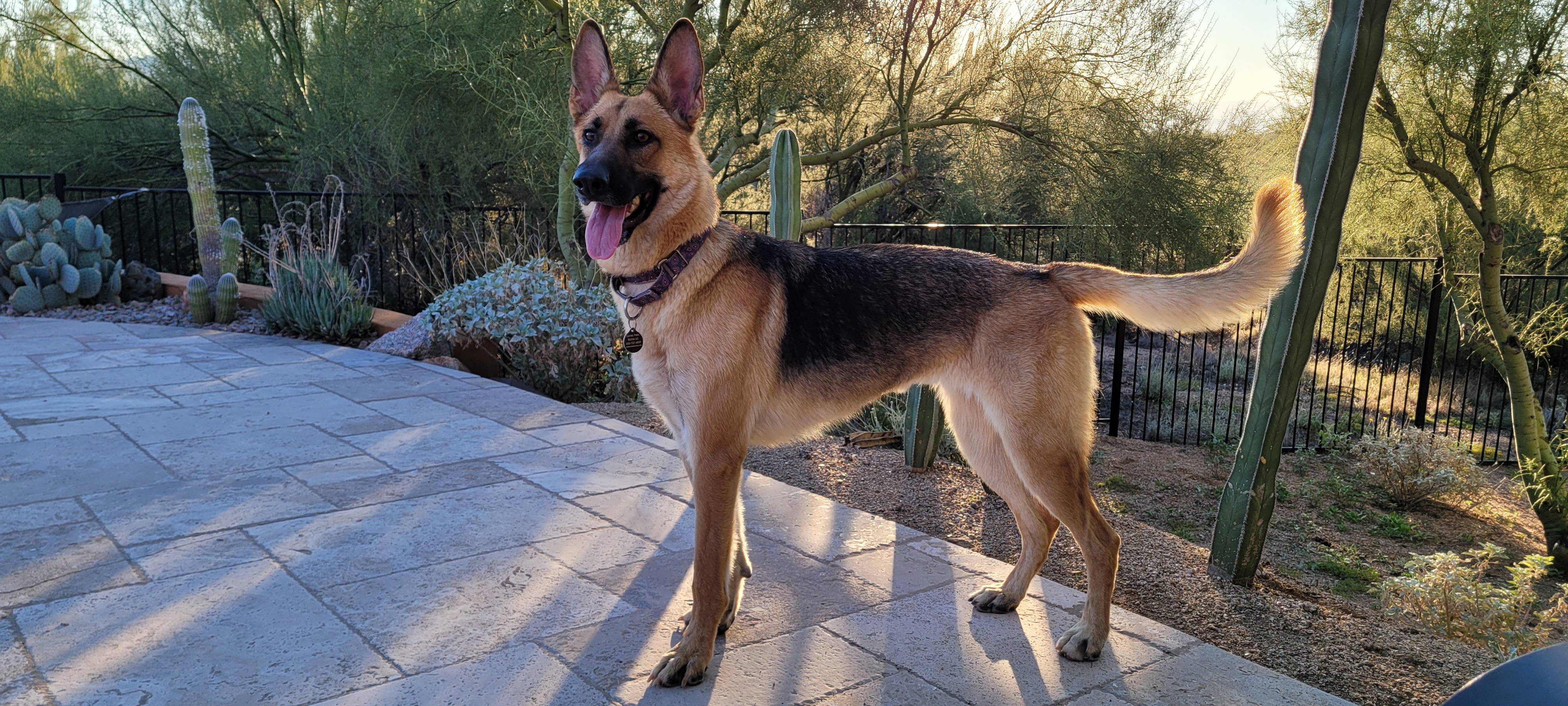 Lexi, an adoptable German Shepherd Dog in Glendale, AZ, 85308 | Photo Image 4