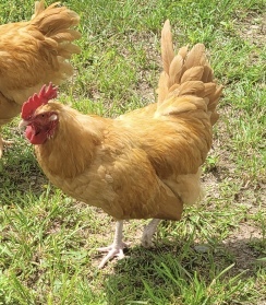 Rooster #1, an adoptable Chicken in Benton, PA_image-1