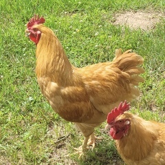 Rooster #2
