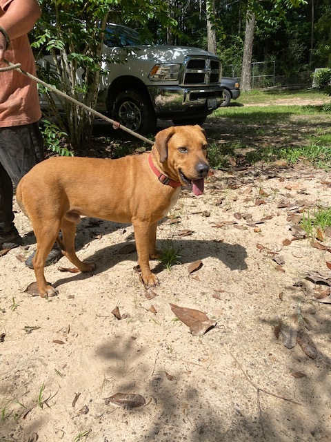 Taco, an adoptable Labrador Retriever Mix in Kingwood, TX_image-4