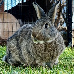 Kiuke, Adult Female unknown