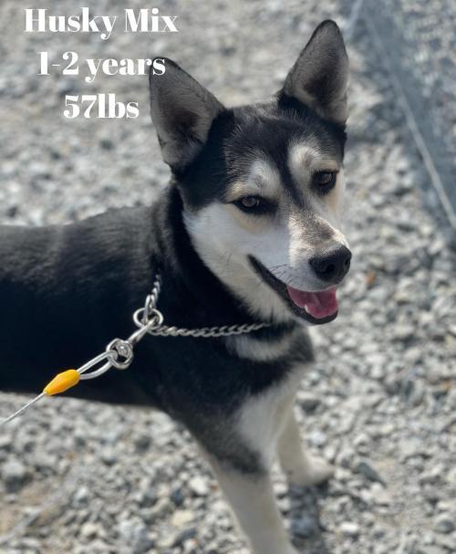 Dog For Adoption Mccartney A Husky Mix In Minneapolis Mn Petfinder