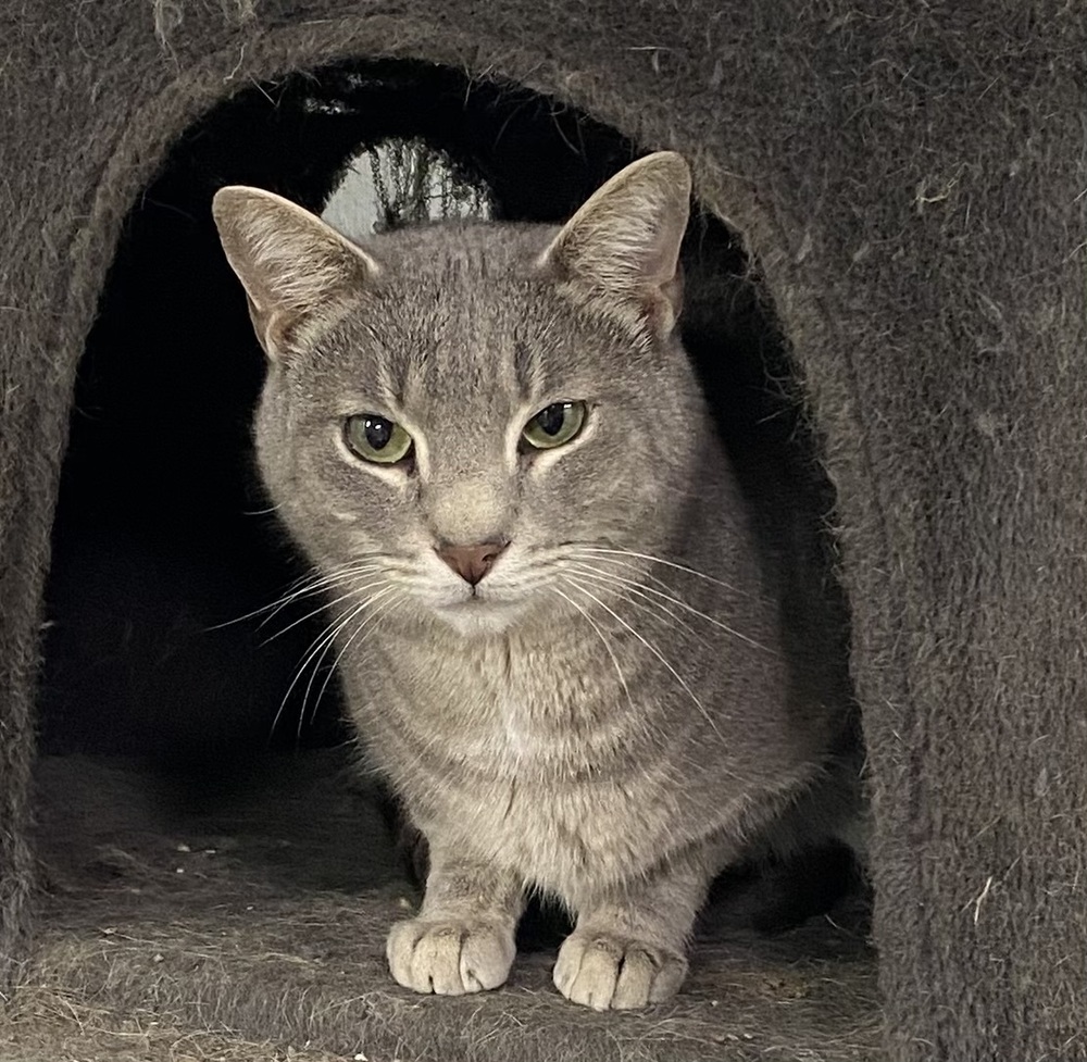 Fievel, an adoptable Tabby in Panama City Beach, FL, 32408 | Photo Image 1