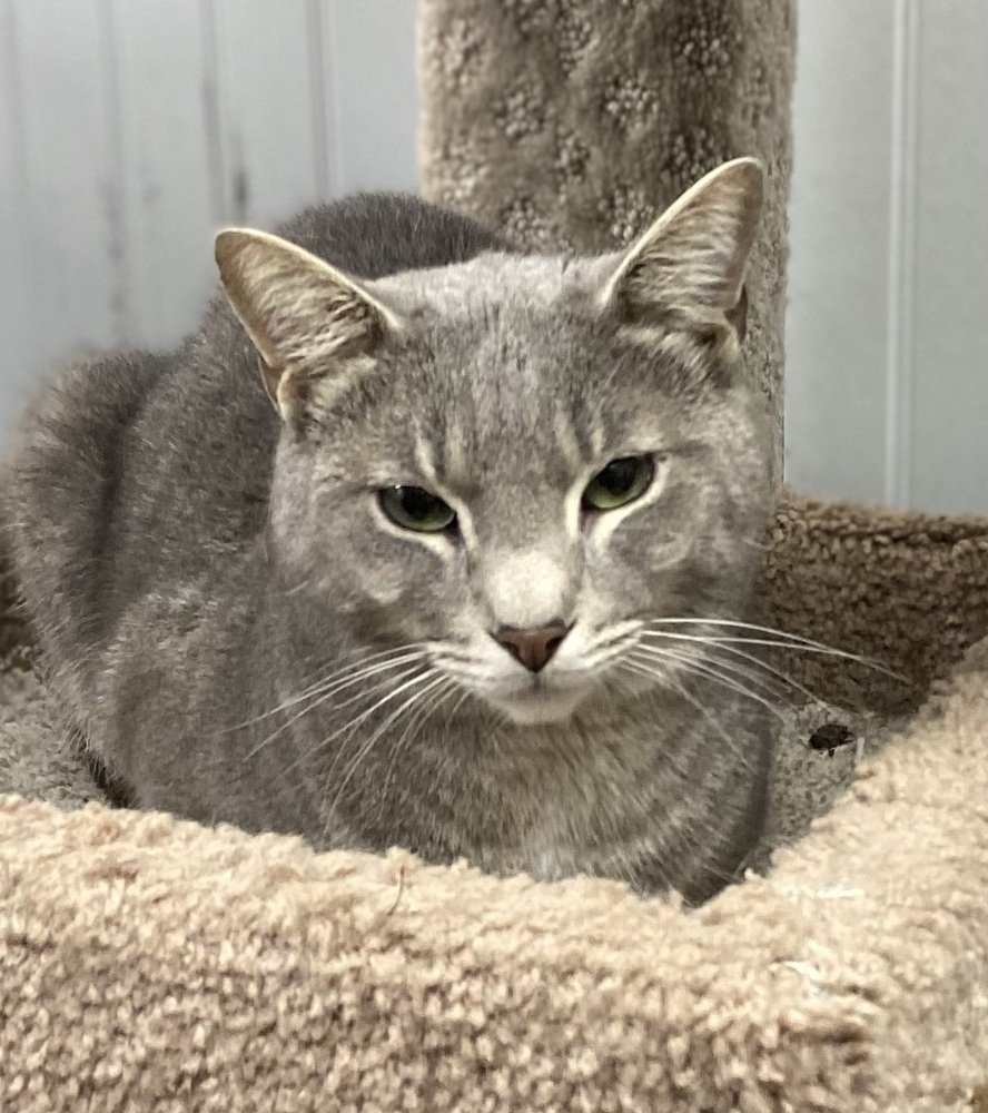 Fievel, an adoptable Tabby in Panama City Beach, FL, 32408 | Photo Image 2