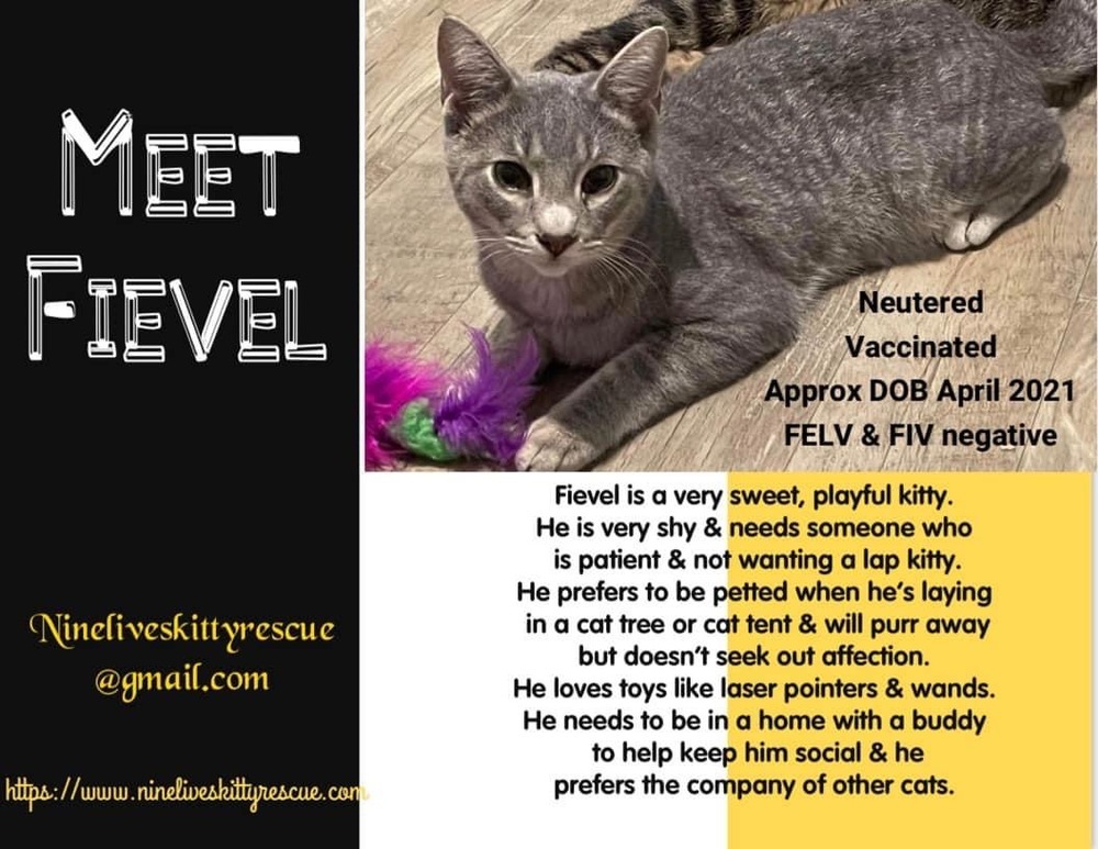 Fievel, an adoptable Tabby in Panama City Beach, FL, 32408 | Photo Image 5