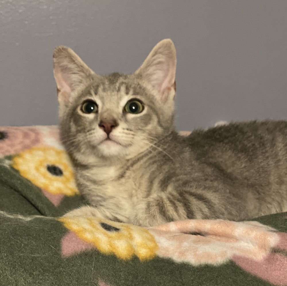 Fievel, an adoptable Tabby in Panama City Beach, FL, 32408 | Photo Image 6